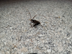 Cerambycoidea