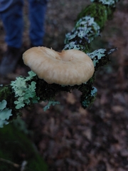 Polyporus tuberaster