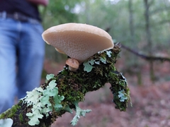 Polyporus tuberaster