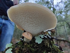 Polyporus tuberaster