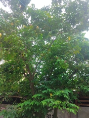 Averrhoa carambola