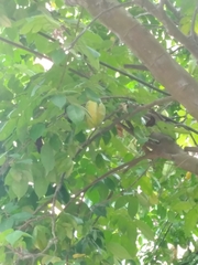 Averrhoa carambola