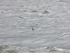 Hydrobates pelagicus
