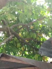 Averrhoa carambola