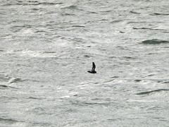 Hydrobates pelagicus