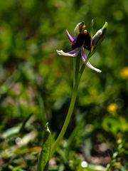 Ophrys bertolonii bertolonii