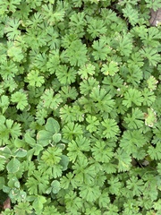 Geranium carolinianum
