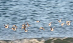 Calidris alpina