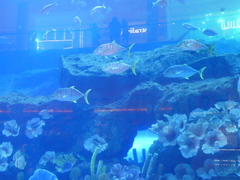 Gnathanodon