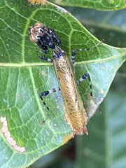Callibia diana