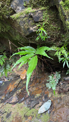 Meniscium reticulatum