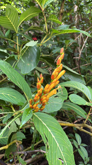 Sanchezia parvibracteata