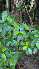 Palicourea brachiata