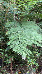 Cyathea arborea