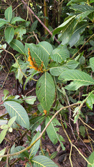 Sanchezia parvibracteata