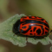 Calligrapher Beetles - Photo (c) Luis Stevens, some rights reserved (CC BY-NC), uploaded by Luis Stevens