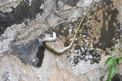 Leptophis ahaetulla marginatus