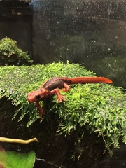 Tylototriton shanjing