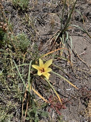 Zephyranthes gilliesiana