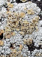 Rhizoplaca subdiscrepans