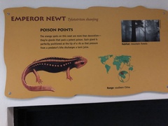 Tylototriton shanjing