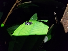 Eleutherodactylus leprus