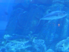 Caranginae