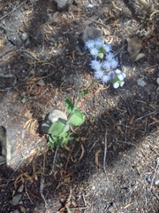 Ageratum houstonianum