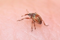 Corimalia tamarisci
