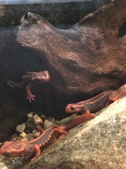 Tylototriton shanjing