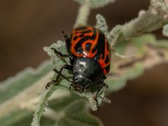 Calligrapha mexicana