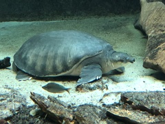 Carettochelys insculpta