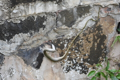 Leptophis ahaetulla marginatus