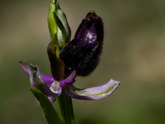Ophrys bertolonii bertolonii