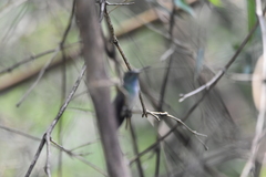 Chrysuronia versicolor