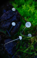 Mycena tenerrima