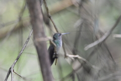 Chrysuronia versicolor