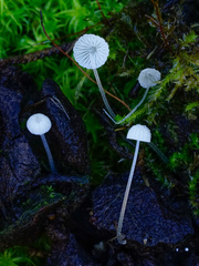 Mycena tenerrima