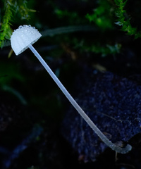Mycena tenerrima
