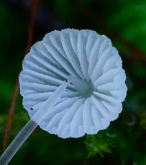 Mycena tenerrima