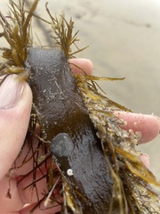 Membranipora membranacea