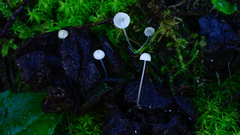 Mycena tenerrima