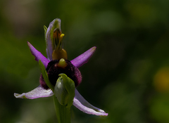 Ophrys bertolonii bertolonii