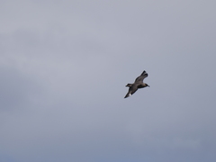 Stercorarius chilensis