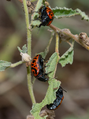Calligrapha mexicana