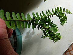 Nephrolepis lauterbachii