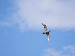 Stercorarius chilensis