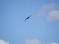 Stercorarius chilensis