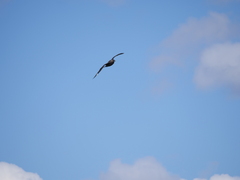 Stercorarius chilensis