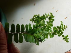 Nephrolepis lauterbachii
